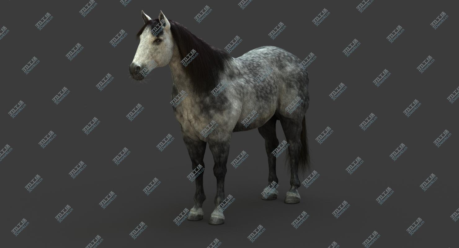 images/goods_img/2021040161/3D model Horse (2) (DappleGrey) (ANIMATED) (FUR)/5.jpg